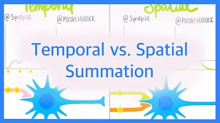 Temporal vs Spatial Summation [upl. by Laro]