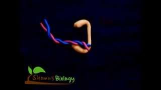 Topoisomerase i animation [upl. by Bibby]