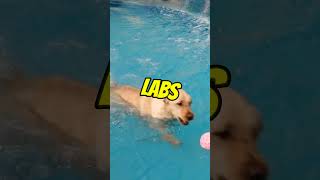 Labrador Retrievers Water Lovers Extraordinaire 🐶💦labrador labradorretriever dogs dog shorts [upl. by Notslar621]