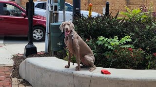 Weimaraner Storm Asheville Dog Training  Downtown Brevard [upl. by Rodgiva]