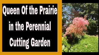 Planting Filipendula Rubra aka Queen of the Prairie in the Cutting Garden 🌹🌿🌻  Ep 68 [upl. by Arbmat787]