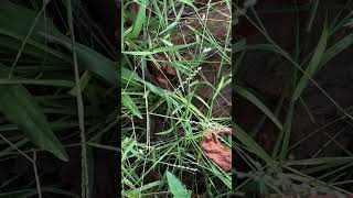 Digitaria bicornis a grass [upl. by Sebastiano]