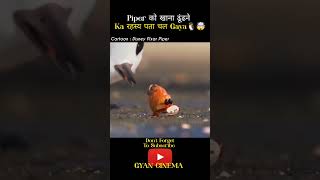 Piper को खाने Ka खजाना Mil गया 😱🤯  shorts ytshorts [upl. by Zashin]