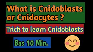 PhylumCoelentrata What is the function of Cnidoblasts Meaning of Cnidoblasts what is Cnidocytes [upl. by Swift]