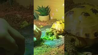 Trunky the Horsefield Tortoise 🐢 shorts short cute love pets [upl. by Arada588]