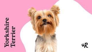 Yorkshire Terrier Facts Training Grooming amp Puppies [upl. by Rind554]