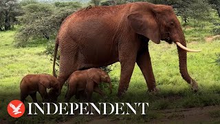 Endangered elephant gives birth to twins in Kenya in rare event [upl. by Ialohcin]