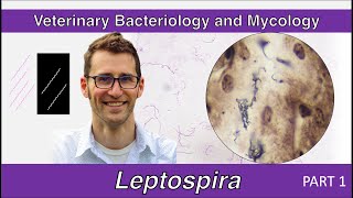 Leptospira Part 1  Veterinary Bacteriology and Mycology [upl. by Ikir]