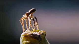 Flying Spiders  Animal Einsteins  BBC Earth [upl. by Gennie]