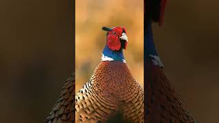 Bird Sounds  Common Pheasants Explosive Call shorts [upl. by Nahtad]