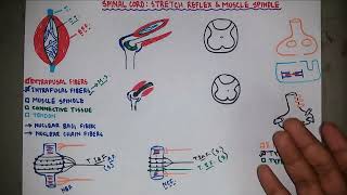 Stretch Reflex  Muscle Spindle  Knee Jerk Reflex  Neurology  Neurophysiology  Bangla [upl. by Intruoc463]