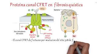 Fibrosis quistica [upl. by Krusche627]