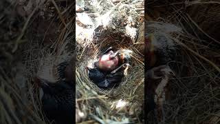 Tiny Redbreasts Life Inside a Robin Bird Nest ytshortsvideo viralshort [upl. by Silas]