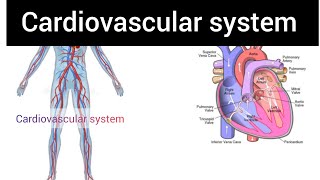 Cardiovascular system overview  Introduction to cardio vascular system [upl. by Jankey]