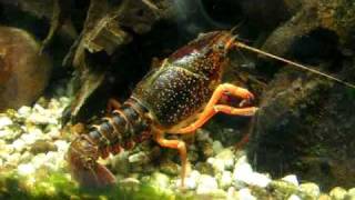 Beautiful red swamp crawfish  Roter Amerikanische Sumpfkrebs  Aquazoo 2048 [upl. by Tenney]