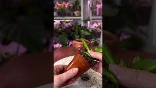 Quick fix for containers with no drainage planttips planthacks houseplantlove hoya funpottery [upl. by Eisenhart]