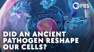 Did An Ancient Pathogen Reshape Our Cells [upl. by Nevur101]