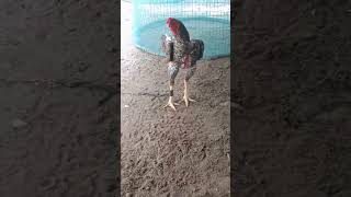 rooster aseelmurga youtubeshorts shorts viralvideo [upl. by Sasha]