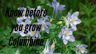 Know before you grow Columbine [upl. by Kcirdneked]