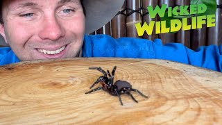 Worlds Most Venomous Spider The Sydney FunnelWeb [upl. by Arymahs]