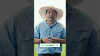 Fertilización Vegetativa del Arroz Claves para el Éxito cultivo campo Cambiagro [upl. by Sualohcin498]