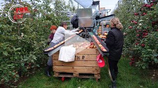 Récolte de pommes avec assistant de cueillette [upl. by Goodden]