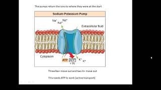 BTEC Applied Science Unit 1 Biology Nerve Impulses [upl. by Einnep]