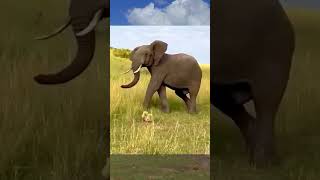 Top Animal Huntp14 shorts animals elephant lion [upl. by Leyameg345]