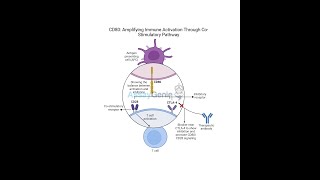 CD80 Amplifying Immune Activation Through CoStimulatory Pathways [upl. by Joyann]