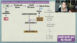 Sistema Renina Angiotensina Aldosterona [upl. by Egrog683]