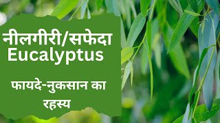 नीलगीरीसफेदा के रहस्य  Eucalyptus Secret [upl. by Mellie]