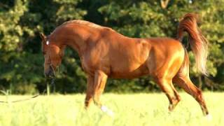 Major Shock chestnut Arabian Stallion [upl. by Einaoj]