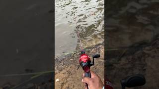 ONE HAND Fish catch w Zebco Dock Demon fishing fish angler bluegill [upl. by Aihselef]