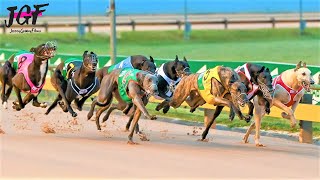 Australian champion Greyhound race [upl. by Wagner221]