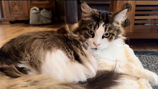 Fluffy Lap Full and a Surprise catsdailylife mainecooncapers [upl. by Sdlonyer482]