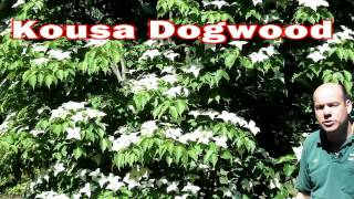 Kousa Dogwood  Cornus kousa  Small Flowering Tree White Flowers [upl. by Selmore]