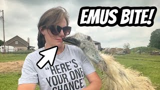 Surprise Emu Attack Caught Off Guard [upl. by Eustashe421]