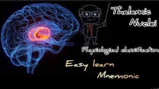 Thalamic nuclei physiological classification easy learn with mnemonic [upl. by Dotti]