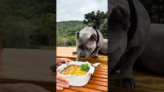 Torta de Maçã pra Cachorro e pra Humanos 🐾💙 americanbullybrasil [upl. by Chi]