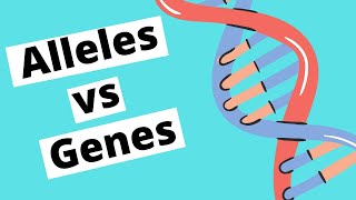 Alleles vs Genes  Genetics [upl. by Charmian82]