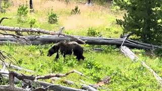 Grizzly bear poos in the woods also seen bison resting  and elk in mammoth [upl. by Karine226]