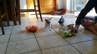 8 week Chihuahua puppies1 available now [upl. by Nnylrats]