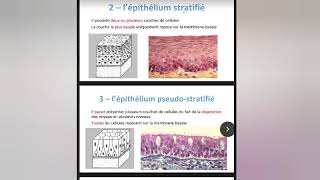 Lépithélium de revêtement Histologie 1ére année  Partie 1 [upl. by Dail]