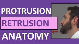 Protrusion Retrusion and Excursion Anatomy Body Movement Terms [upl. by Gayleen]