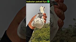 pigeon catching video 👍  pigeon kabootar kabootarbazi shorts [upl. by Itteb415]