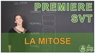 La mitose  SVT  1ère  Les Bons Profs [upl. by Vasiliki871]