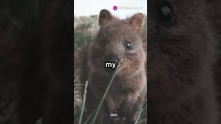 Quokkas The Worlds Happiest and Sassiest Animals [upl. by Aniratak]