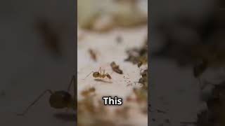 Meet the Exploding Ant Natures Superhero 🐜💥 [upl. by Nasar]