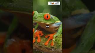 RedEye Tree Frog Natures Colorful Masterpiece [upl. by Evans616]