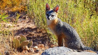 Foxes spotted at the Springs Preserve [upl. by Nevart]